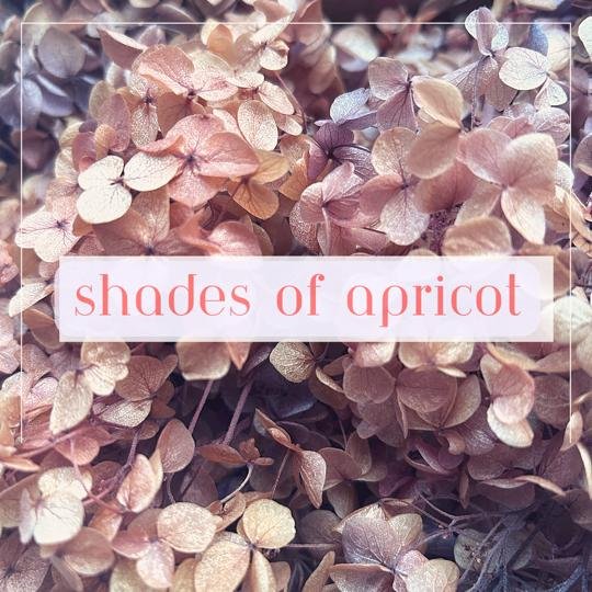 Shade of Apricot