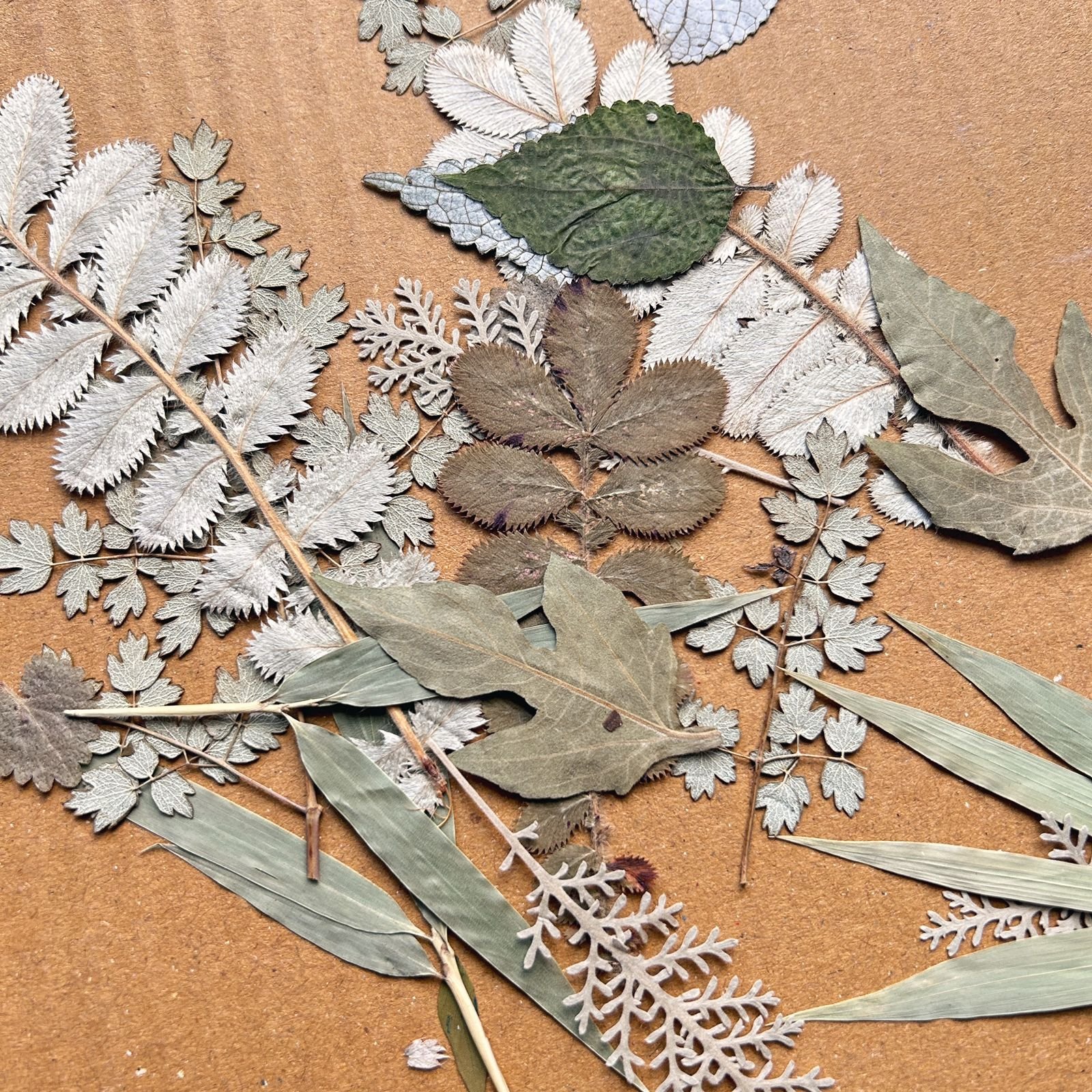 PRESSED LEAVES